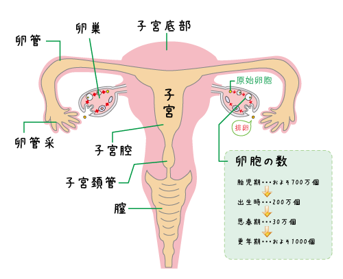 子宮年齢～卵胞の減数過程